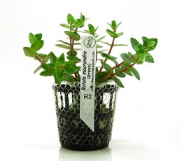 Foto produto: Rotala macrandra (Green)