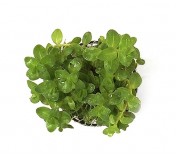 Rotala sp. Green