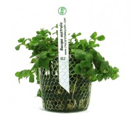 Foto produto: Bacopa australis