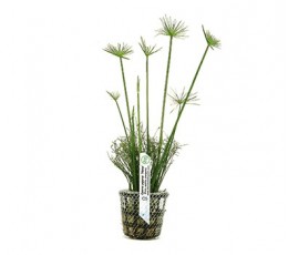 Foto produto: Cyperus papyrus (Nanus)