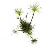 Cyperus papyrus (Nanus)