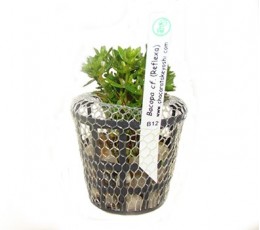 Foto produto: Bacopa cf. Reflexa