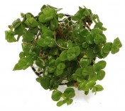 Bacopa australis