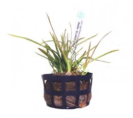 Foto produto: Vallisneria nana