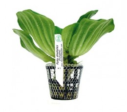 Foto produto: Pistia stratiotes 