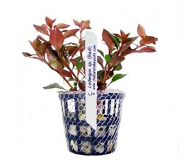 Foto produto: Ludwigia sp. Red