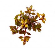 Ludwigia sp. Red