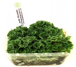 Foto produto: Azolla filiculoides