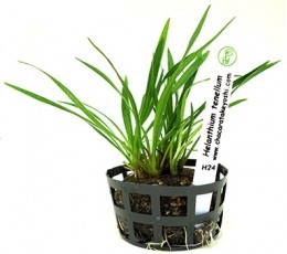 Foto produto: Helanthium tenellum