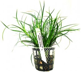 Foto produto: Juncus repens