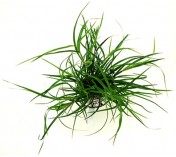 Juncus repens