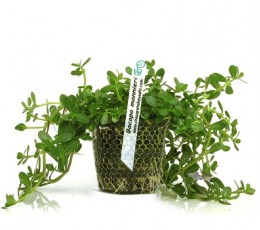 Foto produto: Bacopa monnieri