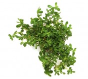 Bacopa monnieri