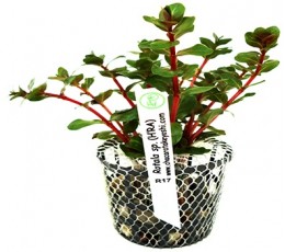 Foto produto: Rotala sp. Hra