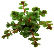 Rotala sp. Hra