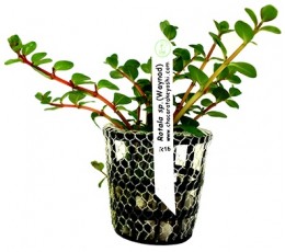 Foto produto: Rotala sp. Waynad