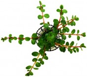 Rotala sp. Waynad