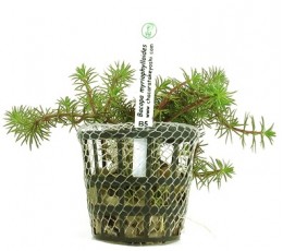 Foto produto: Bacopa myriophylloides