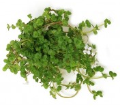 Bacopa sp. (Tamarana)