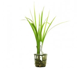 Foto produto: Cyperus helferi 