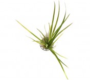 Cyperus helferi 