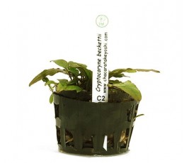 Foto produto: Cryptocoryne beckettii