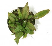 Cryptocoryne beckettii