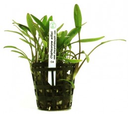 Foto produto: Cryptocoryne willisii