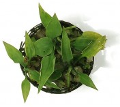 Cryptocoryne pontederiifolia